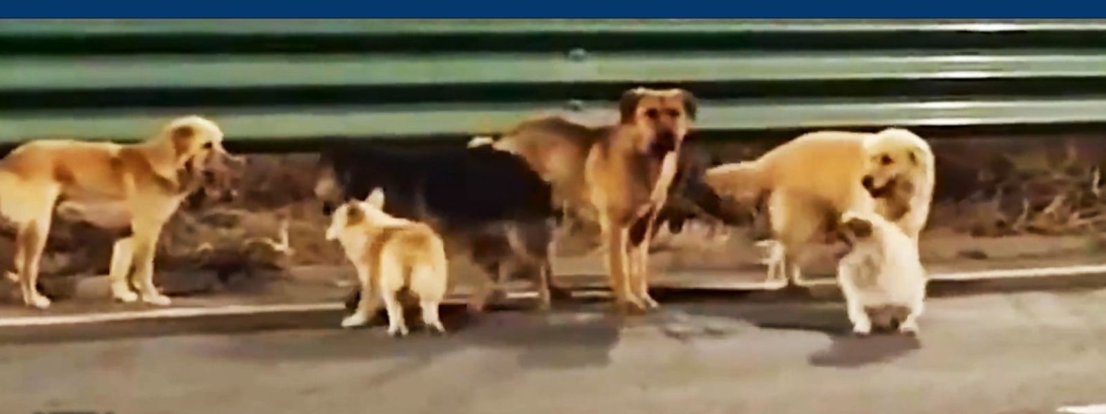 Stolen Dogs Escape, Journey 17 Km Together